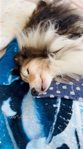 【18歳5ヶ月】うたた寝💤 #シェルティ