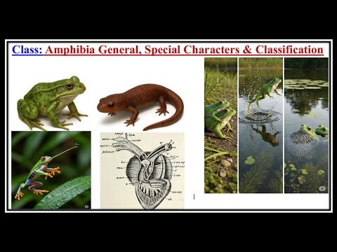 #amphibia origin and evolution & general characteristics
