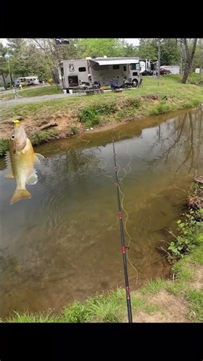Creek fishing for panfish
