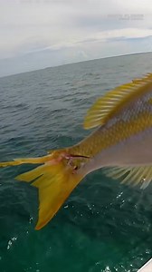A BARRACUDA Tried to Eat My Catch | South Florida Fishing Channel