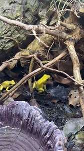 3.6K views · 18 reactions | Dart frog feeding time is the best. The...