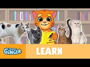 Talking Ginger’s Cat Dictionary