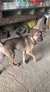 Rural Dogs #pet #petpeeve #doglover #reelschallenge #reelsviralシ #reelsfypシ #reelsviralfb #reels2024 #facebookreel #reelsfb | Life's Fantastic