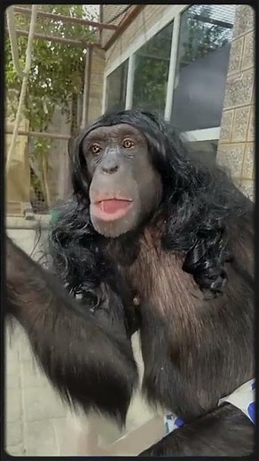 Funniest Monkey Moments Ever! 🐒🤣 You Won’t Stop Laughing!