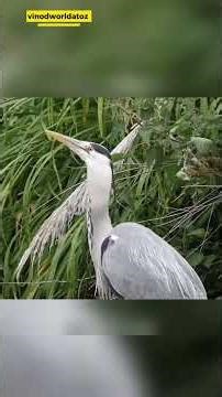 Natur's Brutal Reality 😱Ducking Taken |#shorts #wildlife #ducking