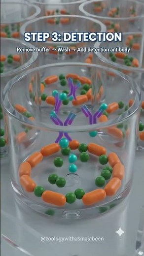 ELISA Test – Principle and Procedure | 4 Simple Steps