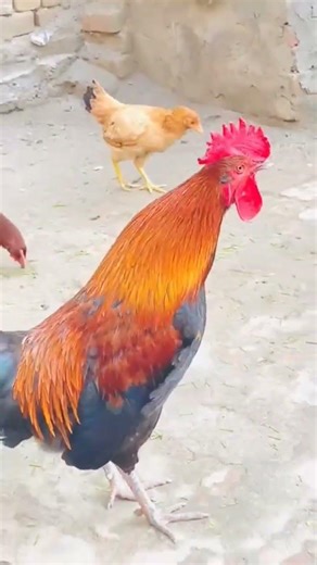 murga cocco voice #birds #cocko #hensong #hens_sound #henslover