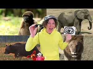 Where Is The Lion? Song with Matt | Wild Animals | Sing, Draw, and Write | Learn English Kids