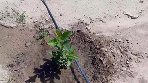 10K views · 270 reactions | A chacun son projet Agricole  Chaque projet doit être choisi par passion et conviction. Voici un projet simple : planter des goyaviers avec pour ambition d'utiliser les goyaves issues de la plantation pour faire du jus de goyaves aromatisé. Ce n'est qu'une question de temps... | Bureau d'Ecoute, de Conseils en Agronomie et Protection de l'Environnement | Facebook