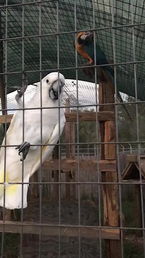 White cockatoo.. Hello #cockatoo#beautifull#white#love#singlevisioninc#hello#whitecockatoo#talking