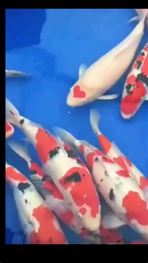 #tetra #glofish #feedingfish #fishtok #glofishdanio #tetrafish #glofishoftiktok #fishfeeding | Alma Shannon