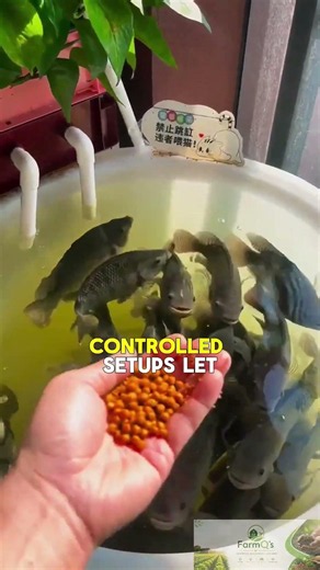 farming tilapia #farmeducation #tilapia #fishfarming