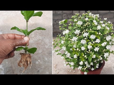 How To Grow Mogra Plant From Cuttings