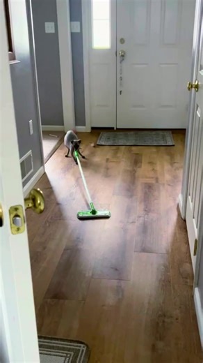 Sphynx Cat Care Tips for Pet Lovers