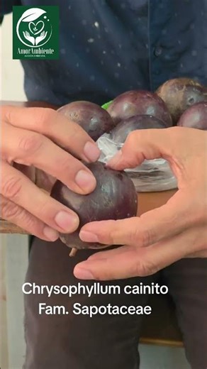 Savoring the fruits known as Caimito #nature #tree