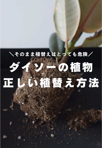 ダイソーの観葉植物を植替える方法