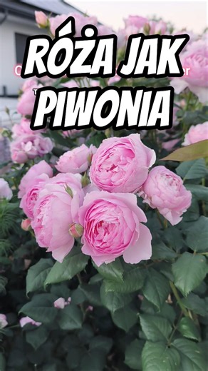 The most beautiful pink David Austin English rose: The Ancient Mariner variety. A peony-like rose