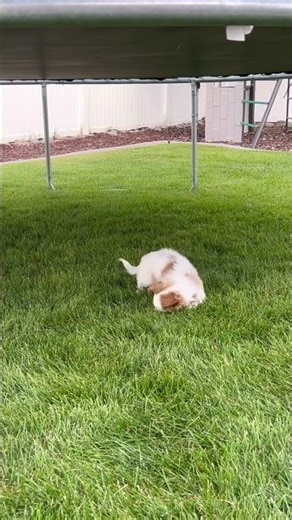 Cooper 💙 #doodle #dayinmylife #puppy