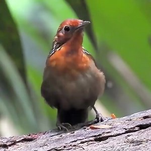 So beautiful small Bird singing so great😍 | Amazing World