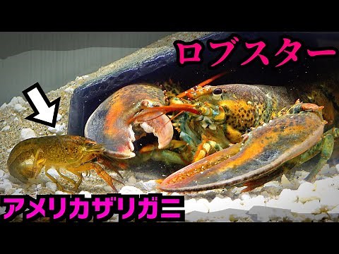 When you bring a crayfish close to a lobster...