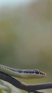 Gliding snakes. You heard that right. Snakes that glide. 🐍😰 | Discovery Channel UK