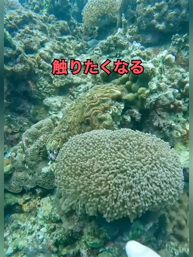 触りたくなるけど触ってはいけない & 巨大エイ映像の秘密