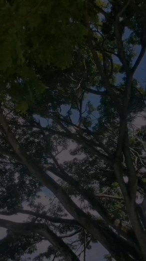 #creatorsearchinsights #mudskipperLyrics