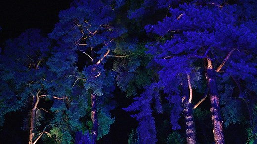 Experience Bedgebury in a whole new light and take a glimpse into the world of sparkle, as you wander beneath unique canopies drenched in seasonal colour on a magical, after-dark illuminated trail. Book now - https://christmasatbedgebury.seetickets.com/content/ticket-options?src=MK_FBXmasBedgeNov19 | See Tickets