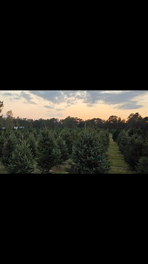 11K views · 91 reactions | The Christmas Tree Farm is ready for the season! We open on Thanksgiving Day at 2:00 PM. Please note for our returning customers: we have updated the selection process. Upon entering the field, you will be given a white ribbon to tie onto the tree of your first choice. More details will be provided when you arrive. | Bozeman's Christmas Tree Farm | Facebook