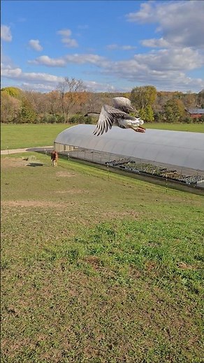 African goose flying