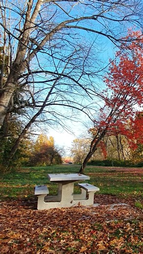 Forest Sanctuary Autumn Ambience & Bird Chorus #nature #autumn #birds #forest