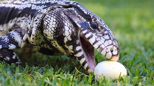 🥚TEGU VS EGG! 🥚 Buddy the Tegu absolutely LOVES eggs! | Australian Reptile Park