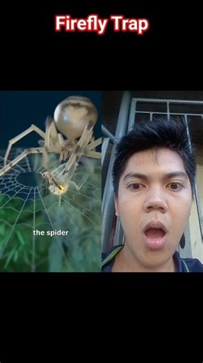 Firefly Trap @zackdfilms