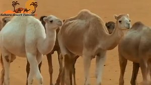 52K views · 647 reactions | كحيلة - احلى شعر في الإبل | Sahara desert Tunisia ღ | Facebook
