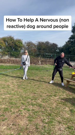 Helping a Nervous Dog Socialize: Tips and Tricks