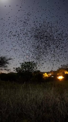 Flying Cockroaches Attack: A Shocking Sight You Won't Believe!