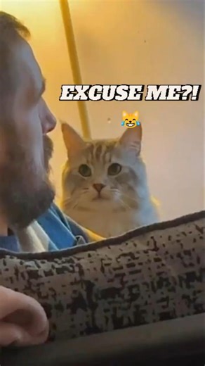 My Cat Just Slapped Me #CatSlap #TheAudacity #FunnyPets #CatLogic