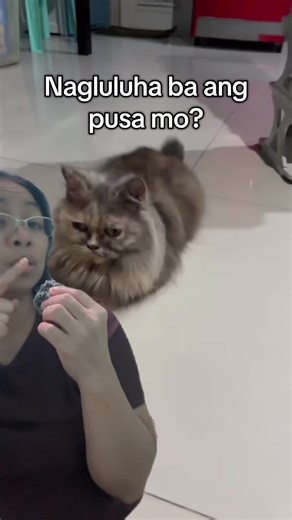 Understanding Teary Eyes in Persian Cats