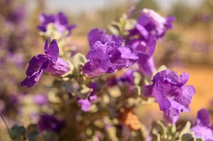 How to Care for a Texas Sage Bush