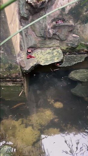 Red Eared Slider Feeding Time