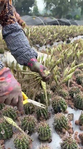 Satisfying Cactus Flower Harvesting at the Farm! 🌵🌸