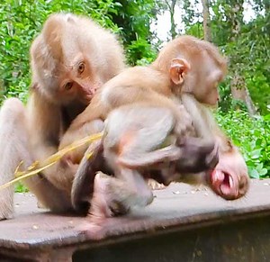 208K views · 5K reactions | Extremely Cry New Abandoned Baby Klay And Baby Binky Got Hardly Bitten Until Fell Down On The Ground | Monkey Daily TV | Facebook