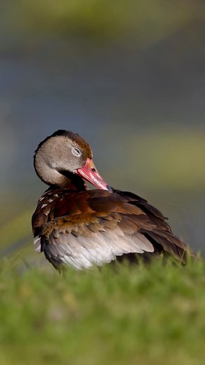 A Black-bellied whistling duck settles in for a little feather time after a busy afternoon at the wetlands. These gregarious ducks are known for their unique high pitched whistling calls. Whistling ducks preen quickly to maintain and waterproof their feathers keeping them in top shape. What looks like fast action is the normal speed for this duck. Filmed with my Nikon Z 9/600mm lens. #floridawildlife #naturelovers #nikonz9 #nikonambassador #blackbelliedwhistlingduck | Deborah Sandidge Photograph