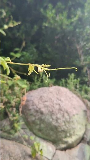 エビヅルの花と果実 #エビヅル