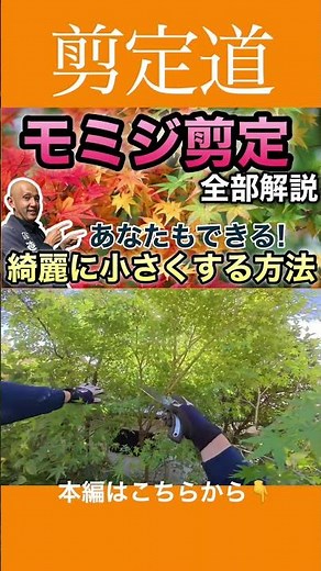 You can do it too! [Complete guide to pruning maples] Keep them small and beautiful. #Gardentreec...