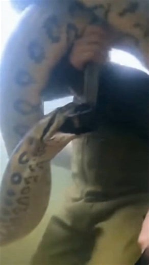 209K views · 1K reactions | Python attack  #trendingreel #viralreel #phyton #reel | Ritik Raushan | Facebook