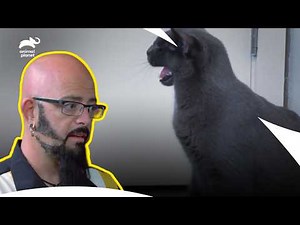 The Best Aggressive Cat Transformations! | My Cat From Hell S5 | Animal Planet India