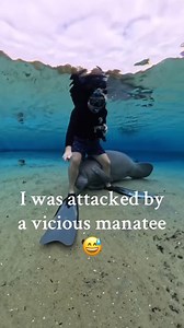 Just a sea puppy wanting a big hug!!!🥹🦭💞 (Via - Casey B.) #Manatee #SeaLife #Ocean��Manatee’s are protected wildlife and you should never touch them! When they touch you, take notes from this diver and stay as still as you can! For more: https://myfwc.com/.../wild.../manatee/viewing-guidelines/.... | The Pet Collective