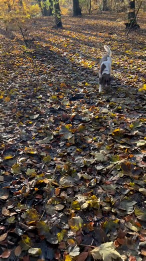 This morning’s first (and only) walk with Loki and Harvey, it was so warm and sunny, don’t know what’s going on!  | Jane’s Dog Walking | Facebook