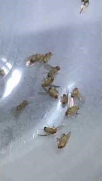 Class 11 Assignment (Mendel) - F2 Fly-Sorting